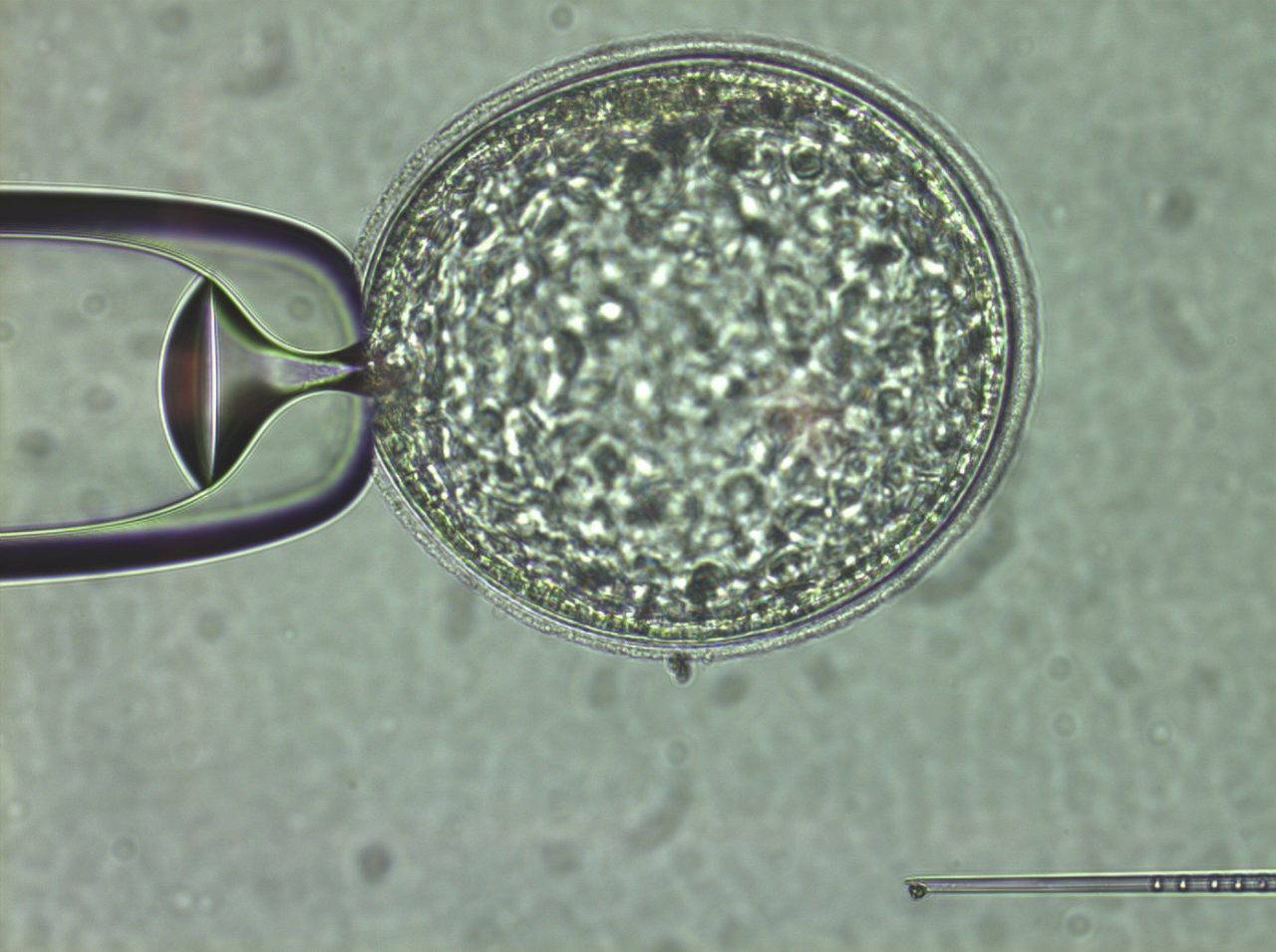 Embryos All NZ Sport Horses